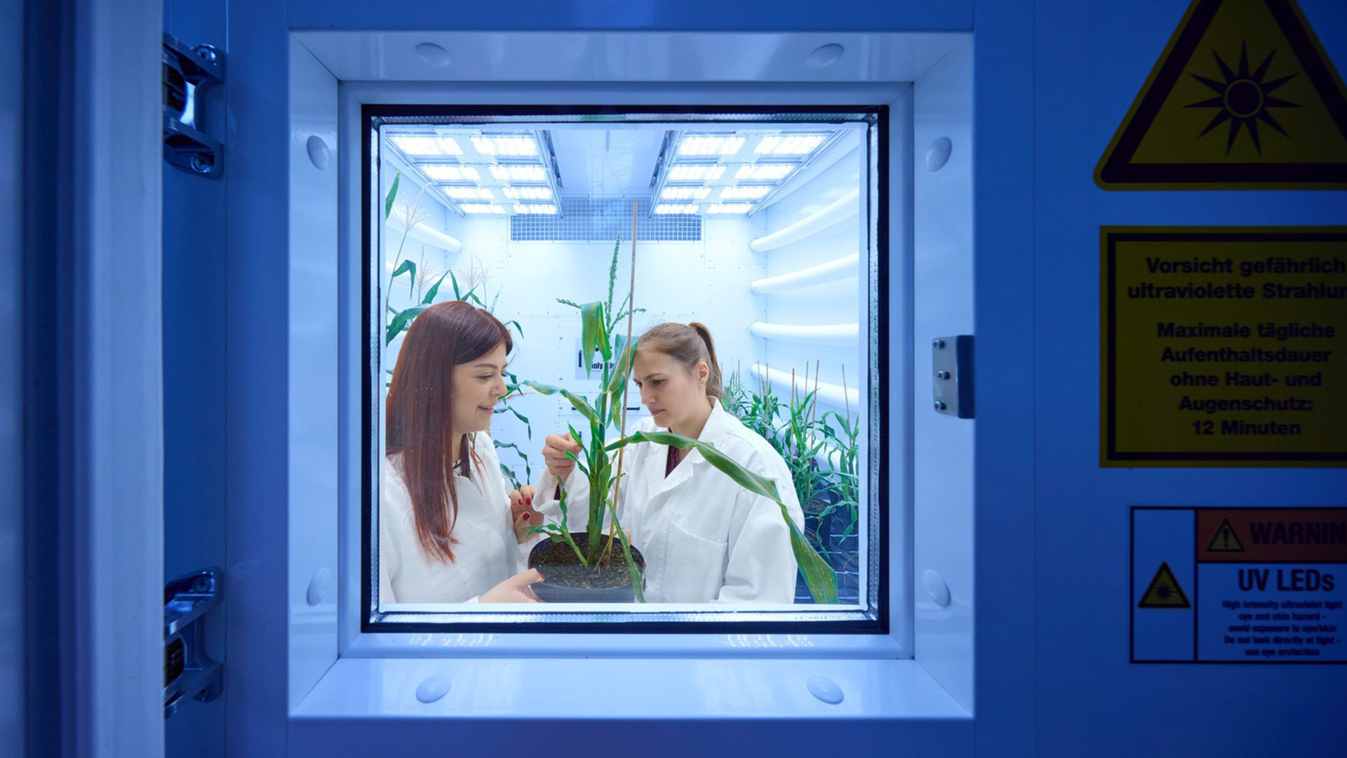 View growth in the climate chamber